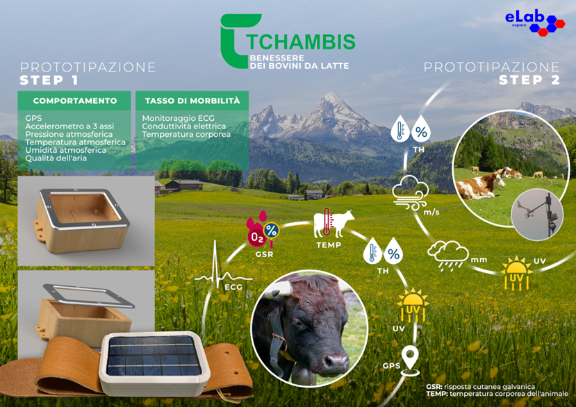 Tchambis1